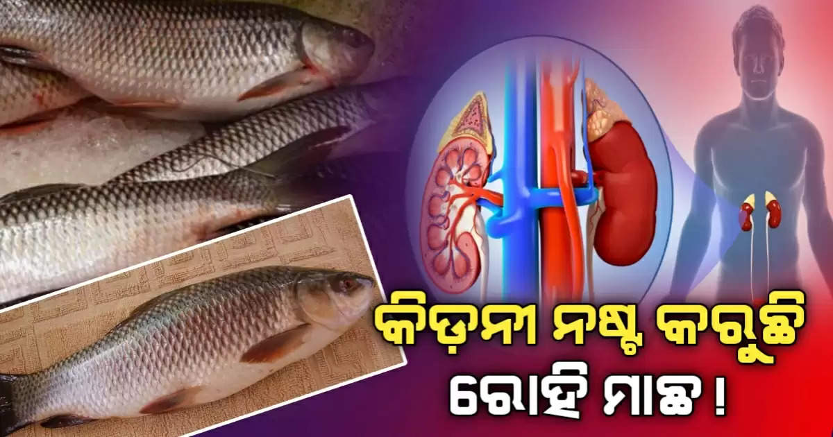Kidney rohu fish