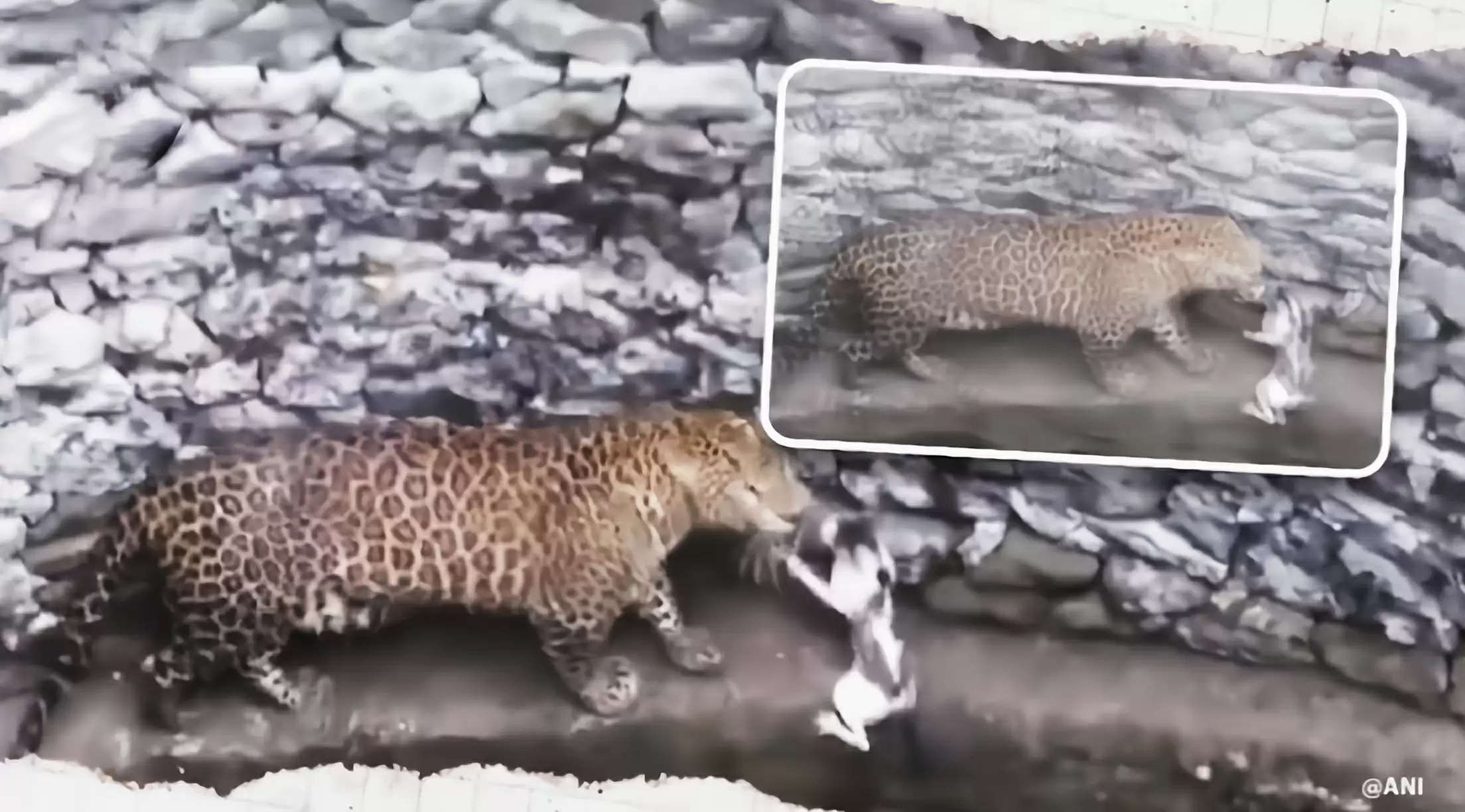 Cat vs cheetah
