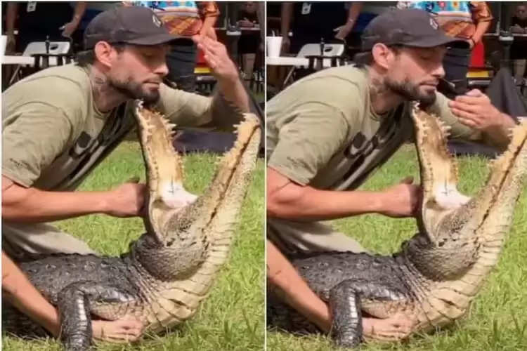 man stunt with crocodile