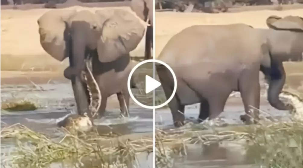 Elephant vs crocodile