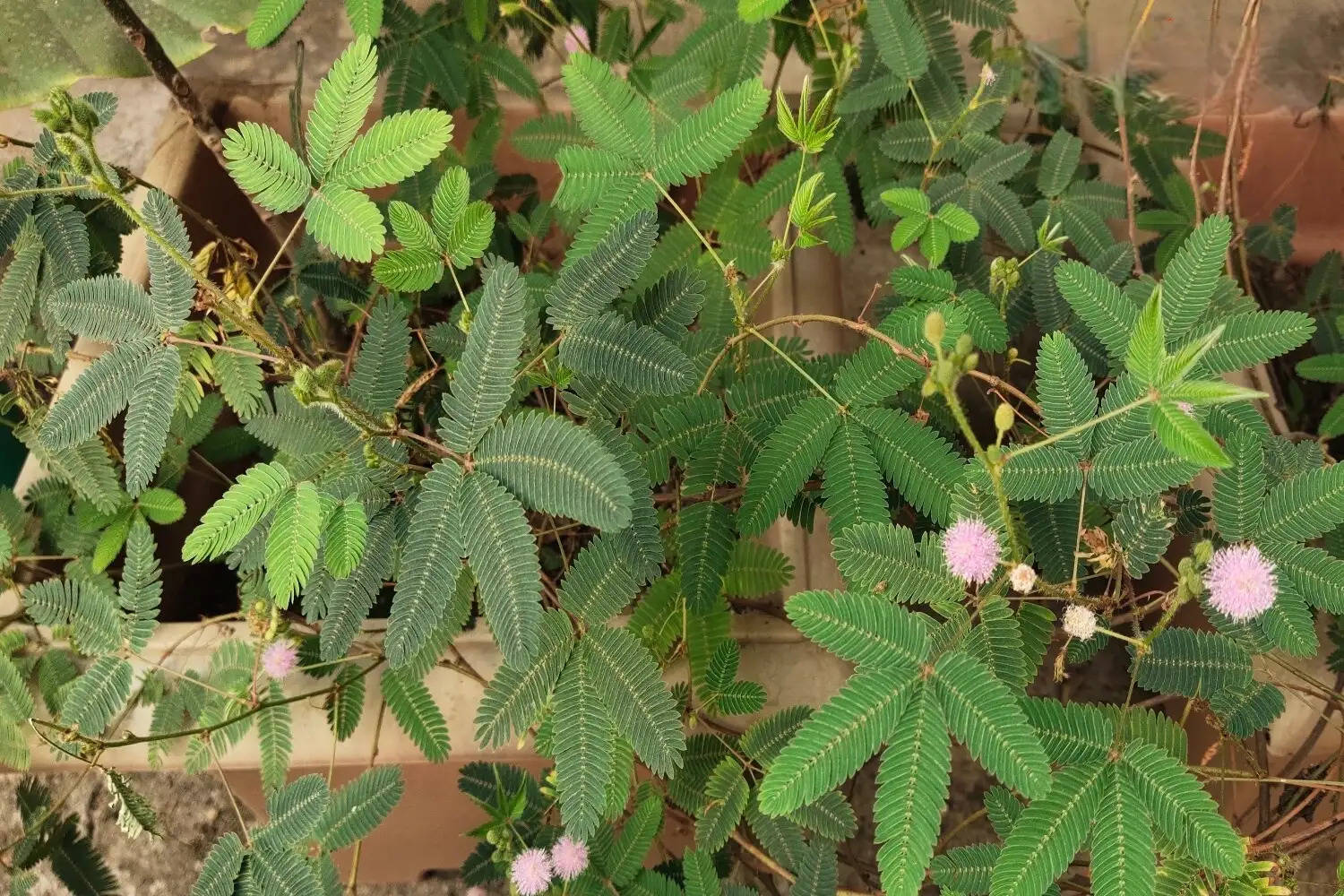 Lajwanti Plant