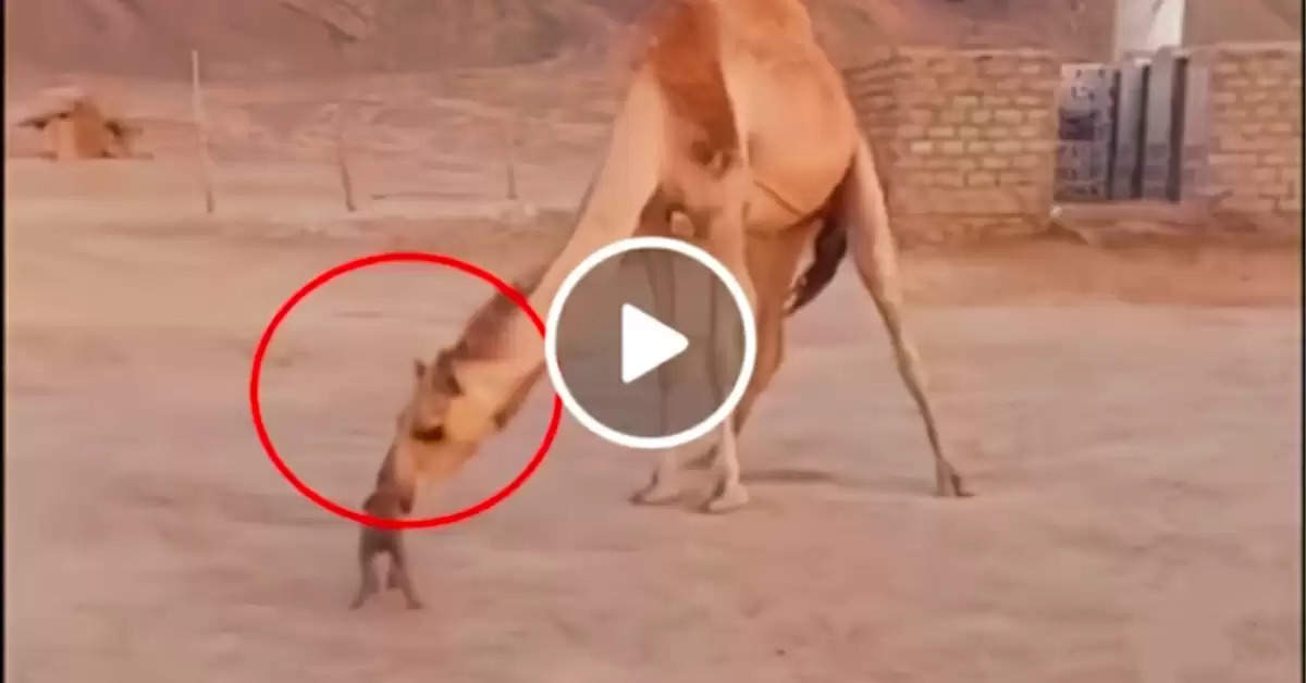 Camel kissing puppy