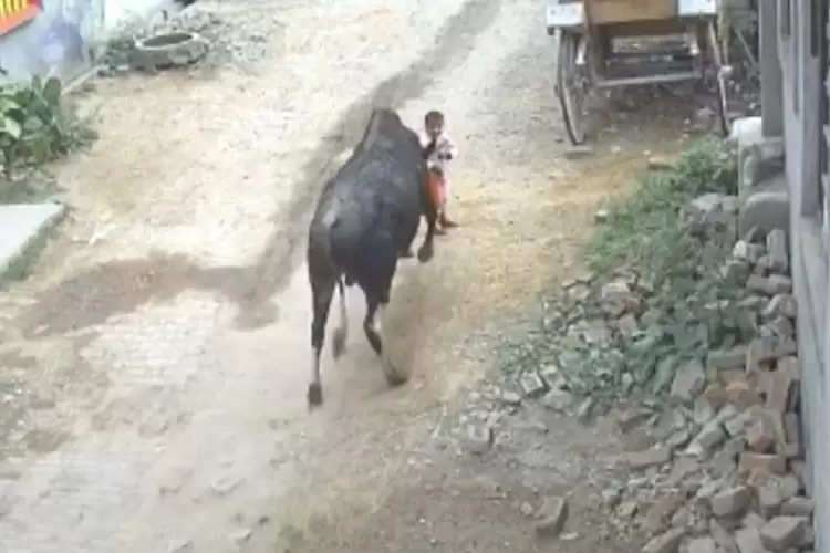 bull attack kid