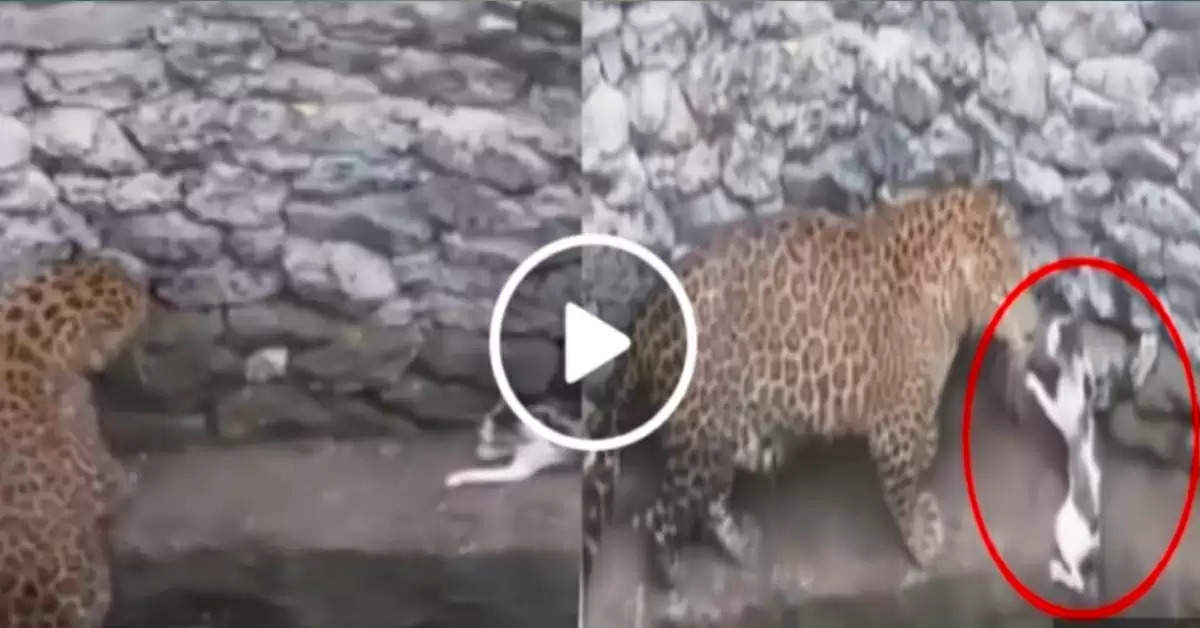 Cheetah and cat fall into well