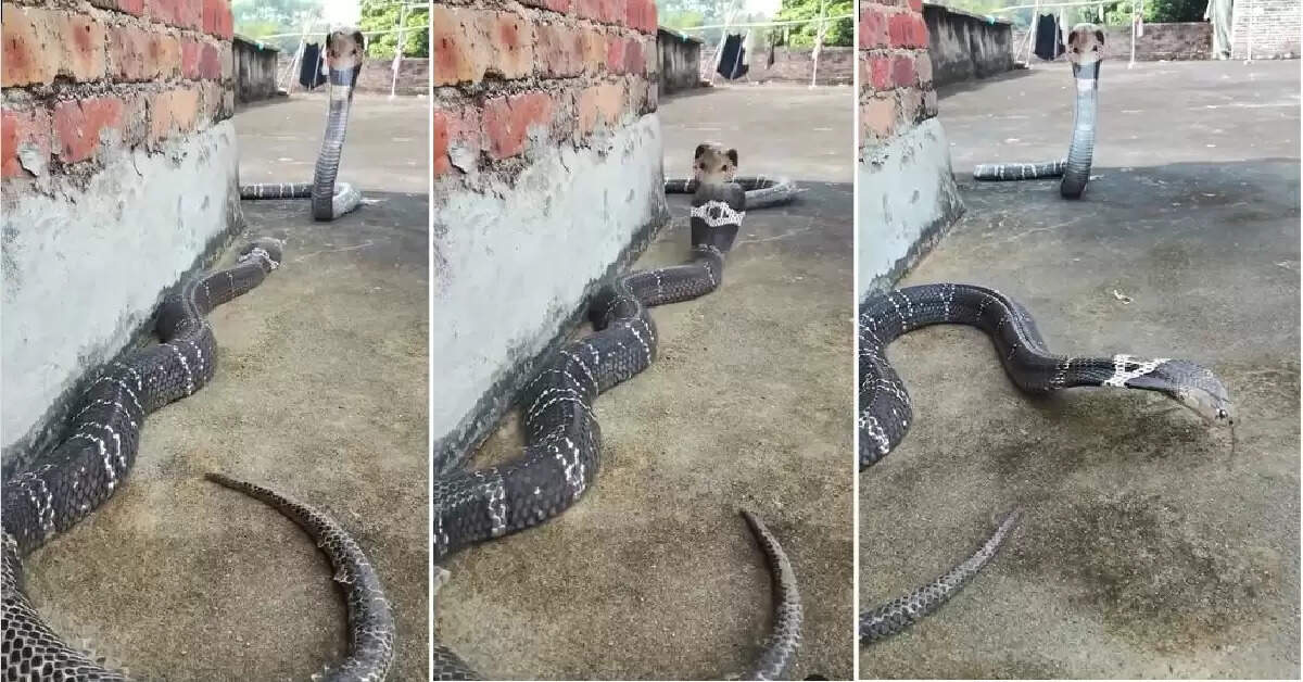 Snake
