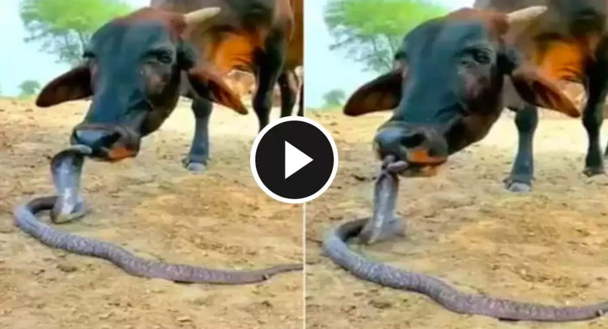 snake and cow